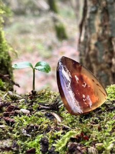 Bague triangle Zebra-Grass Amber Bague triangle Zebra-Grass Amber, d'Indonésie. Bague ajustable en acier inoxydable.