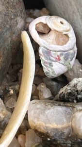 Bouts de coquillages.