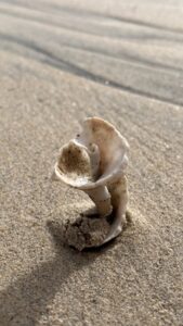 Coquillage en colimaçon.