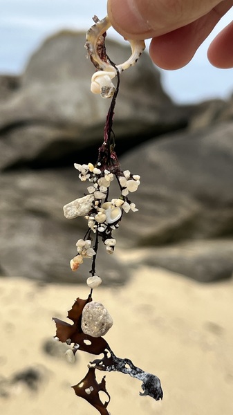 Poésie minérale et végétale